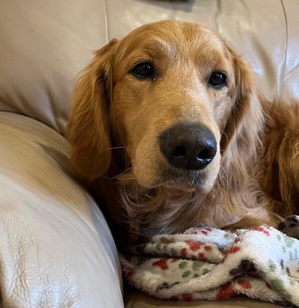 ADOPTED 12/22/23!! Chief-11 months (Male)