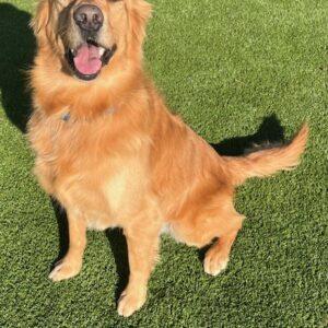 ADOPTED 12/29/23!  Hopper-4 years old (Male)