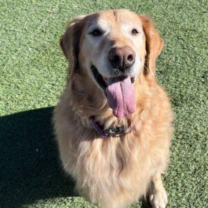 ADOPTED 1/27/24!! Max-8 years old.