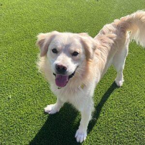 ADOPTED 12/27/23!!!  Johnny-11 months old (Male) Golden Retriever Mix