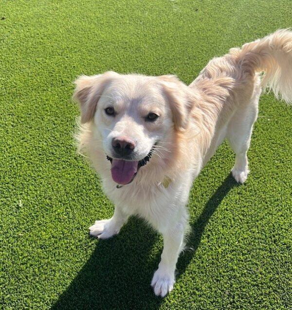 ADOPTED 12/27/23!!!  Johnny-11 months old (Male) Golden Retriever Mix