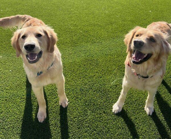 ADOPTED 12/24/23!! BONDED PAIR!! Katie-2 years old (Female) & Jace-7 months (Male) - Image 2