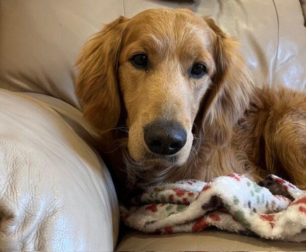 ADOPTED 12/22/23!! Chief-11 months (Male) - Image 6