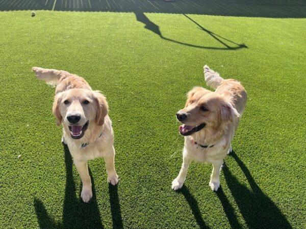 ADOPTED 12/24/23!! BONDED PAIR!! Katie-2 years old (Female) & Jace-7 months (Male) - Image 3