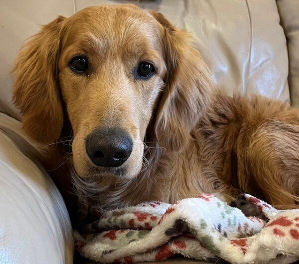 ADOPTED 12/22/23!! Chief-11 months (Male) - Image 7