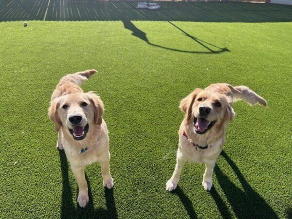 ADOPTED 12/24/23!! BONDED PAIR!! Katie-2 years old (Female) & Jace-7 months (Male) - Image 4