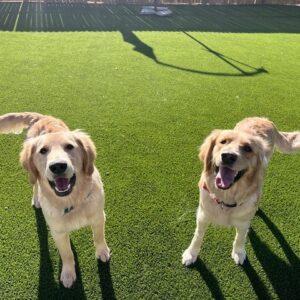 ADOPTED 12/24/23!! BONDED PAIR!! Katie-2 years old (Female) & Jace-7 months (Male)