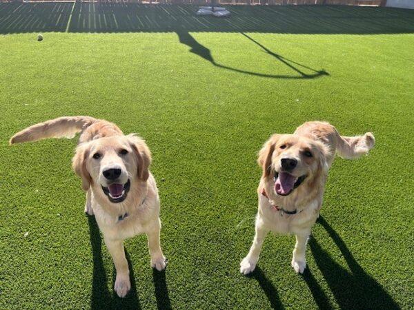 ADOPTED 12/24/23!! BONDED PAIR!! Katie-2 years old (Female) & Jace-7 months (Male)