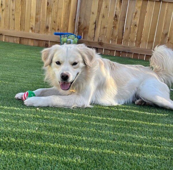 ADOPTED 12/27/23!!!  Johnny-11 months old (Male) Golden Retriever Mix - Image 9