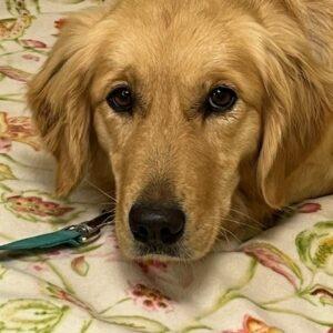 ADOPTED 12/27/23!!! Skye-3 years old (Female)