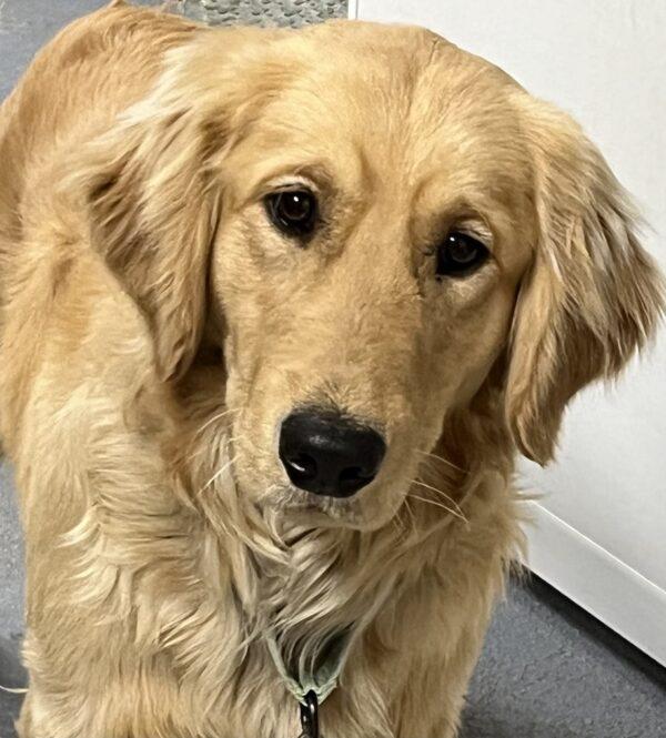 ADOPTED 12/17/23!!! Kenny-11 months old (Male) - Image 2
