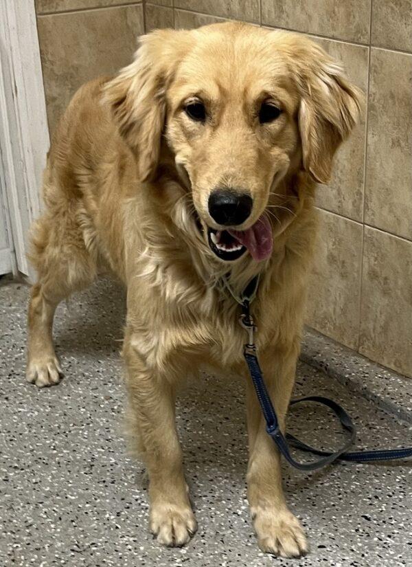 ADOPTED 12/17/23!!! Kenny-11 months old (Male) - Image 4