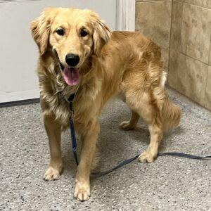 ADOPTED 12/17/23!!! Kenny-11 months old (Male)