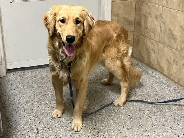ADOPTED 12/17/23!!! Kenny-11 months old (Male)