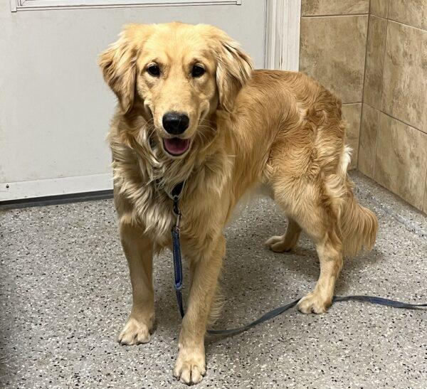 ADOPTED 12/17/23!!! Kenny-11 months old (Male) - Image 6