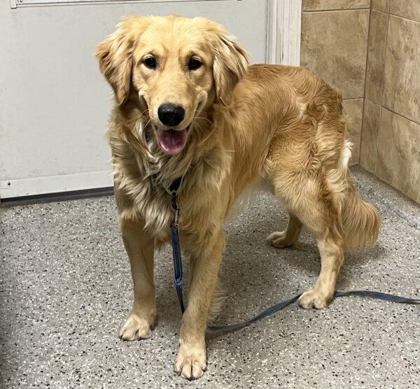ADOPTED 12/17/23!!! Kenny-11 months old (Male) - Image 7