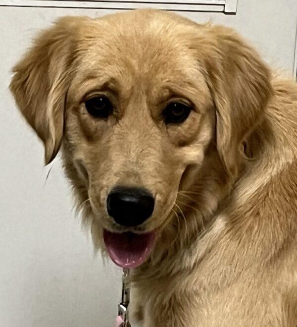 ADOPTED 1/1/24!!! Roxie-1 year old (Female) - Image 2