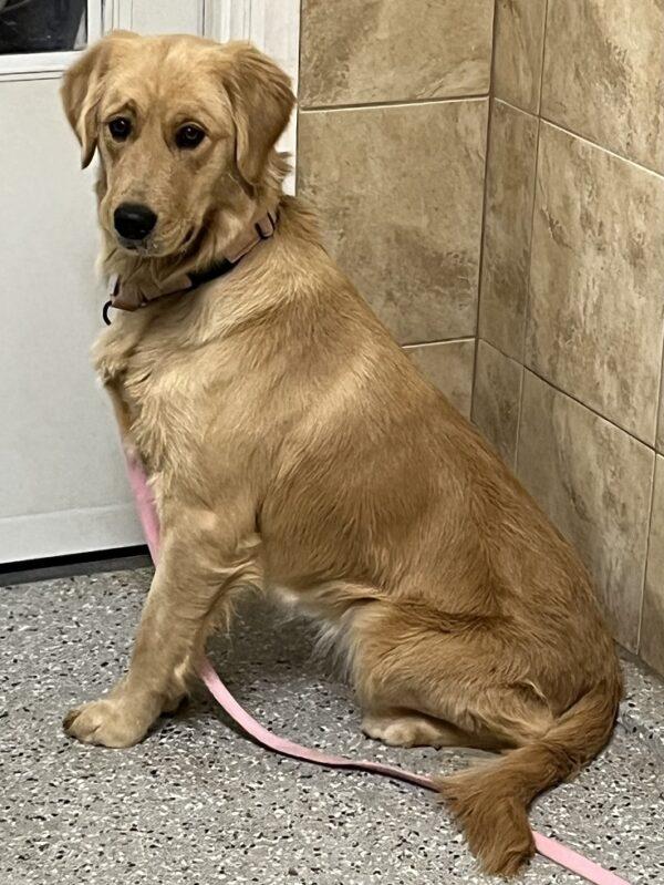 ADOPTED 1/1/24!!! Roxie-1 year old (Female) - Image 4