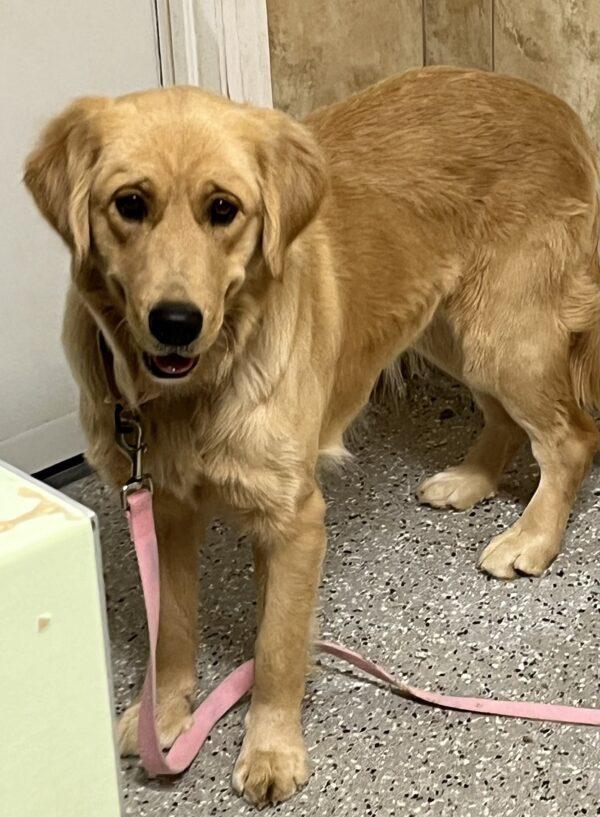 ADOPTED 1/1/24!!! Roxie-1 year old (Female) - Image 5