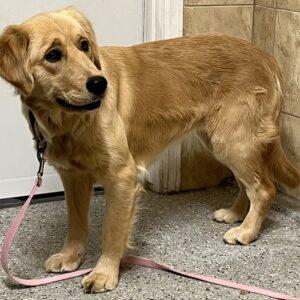 ADOPTED 1/1/24!!! Roxie-1 year old (Female)