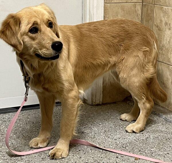 ADOPTED 1/1/24!!! Roxie-1 year old (Female)