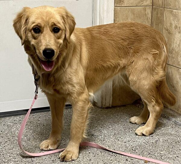 ADOPTED 1/1/24!!! Roxie-1 year old (Female) - Image 8