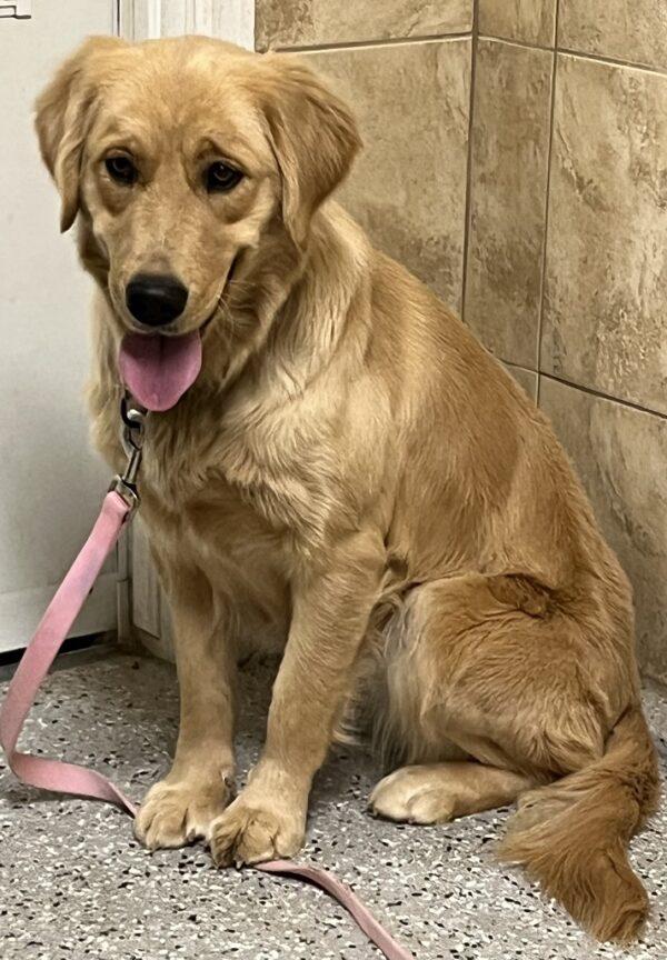 ADOPTED 1/1/24!!! Roxie-1 year old (Female) - Image 9