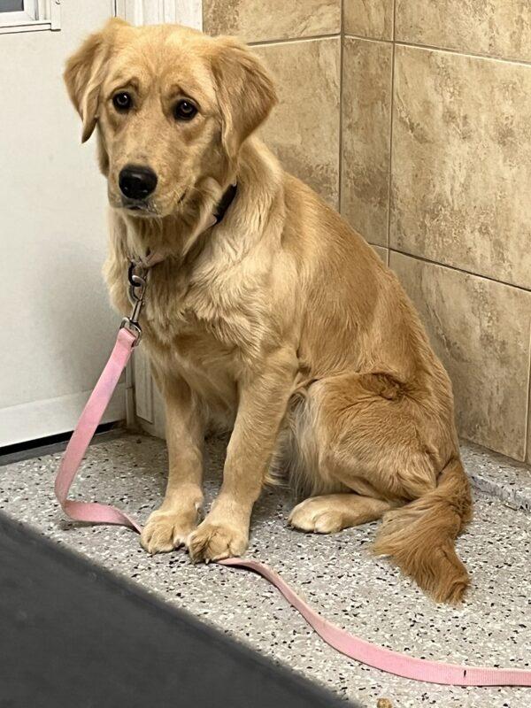 ADOPTED 1/1/24!!! Roxie-1 year old (Female) - Image 10