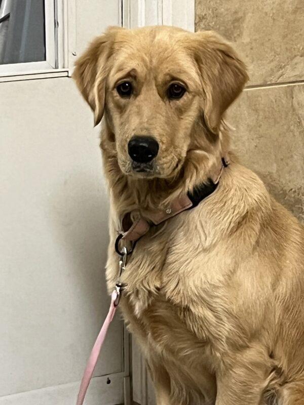 ADOPTED 1/1/24!!! Roxie-1 year old (Female) - Image 11