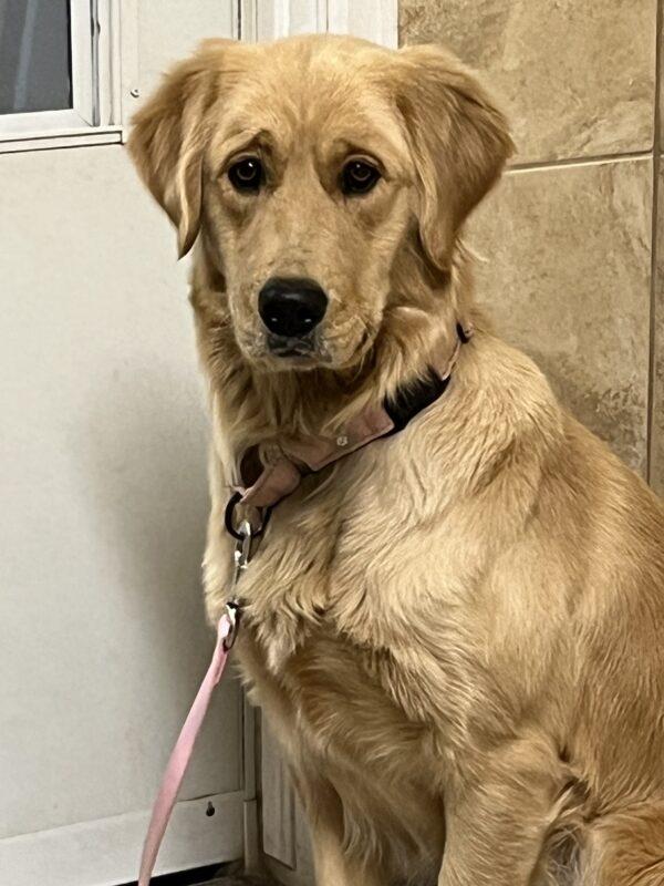ADOPTED 1/1/24!!! Roxie-1 year old (Female) - Image 12