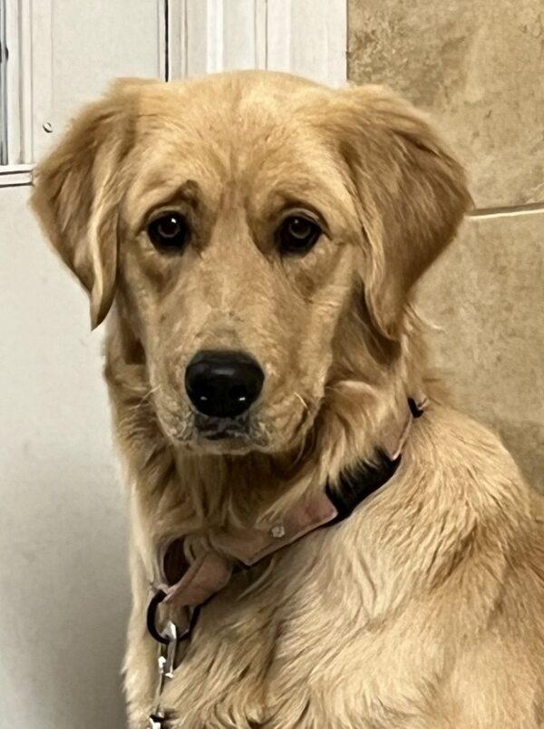 ADOPTED 1/1/24!!! Roxie-1 year old (Female) - Image 13