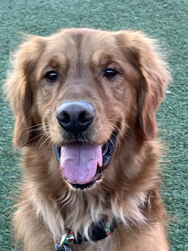 ADOPTED 12/28/23!!  Oliver-3 years old (Male) - Image 9