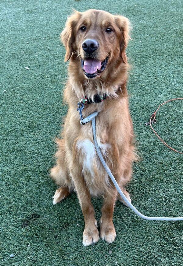 ADOPTED 12/28/23!!  Oliver-3 years old (Male) - Image 10