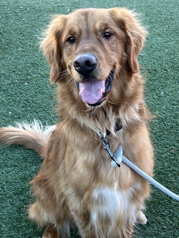 ADOPTED 12/28/23!!  Oliver-3 years old (Male) - Image 3