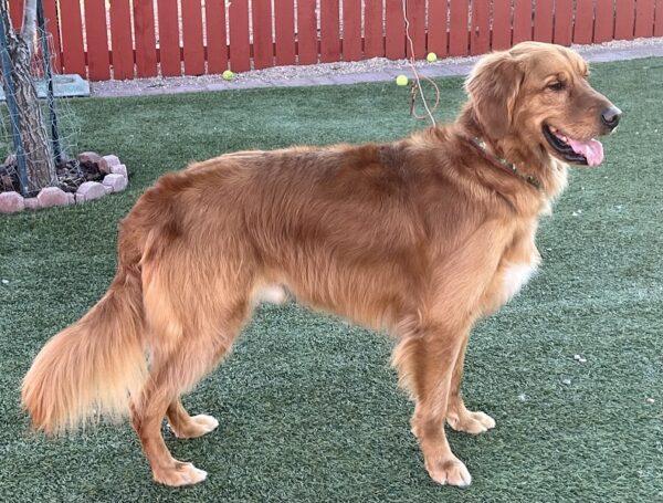 ADOPTED 12/28/23!!  Oliver-3 years old (Male) - Image 6