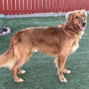 ADOPTED 12/28/23!!  Oliver-3 years old (Male)