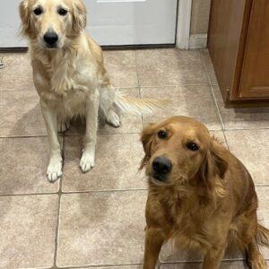 ADOPTED 12/23/23!!! BONDED PAIR!!! Maggie & Willow-4 years old (Females)
