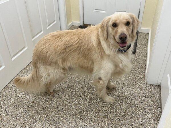 ADOPTED 1/21/24!!!  SPECIAL NEEDS!!!  Cooper-5 years old (Male) - Image 2