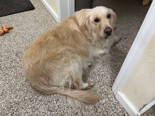 ADOPTED 1/21/24!!!  SPECIAL NEEDS!!!  Cooper-5 years old (Male) - Image 12