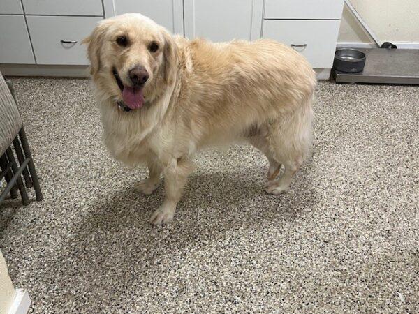 ADOPTED 1/21/24!!!  SPECIAL NEEDS!!!  Cooper-5 years old (Male) - Image 3