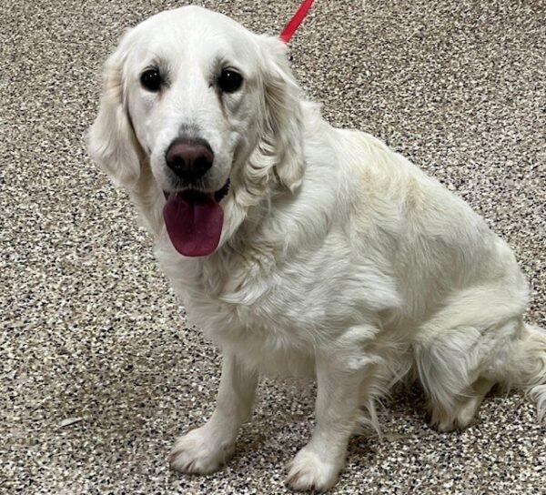 ADOPTED 1/14/24!!!  Daisy-1.5 years old (Female) - Image 3