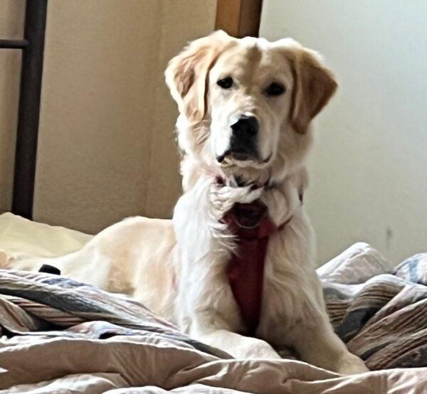 Adopted 1/27/24!!  Thorin-9 months old (Male) - Image 2