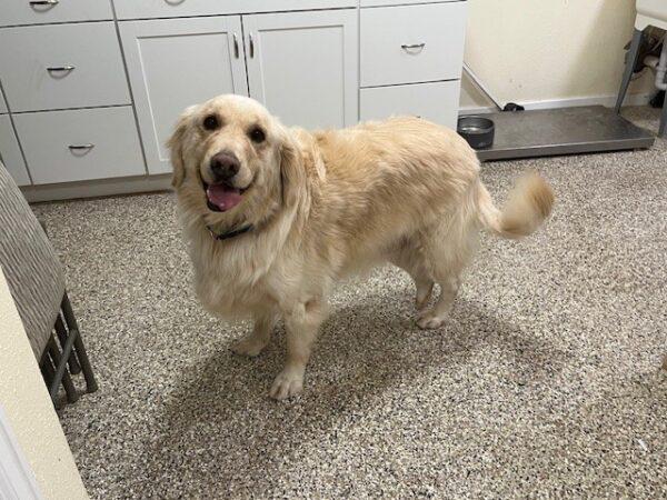 ADOPTED 1/21/24!!!  SPECIAL NEEDS!!!  Cooper-5 years old (Male) - Image 4