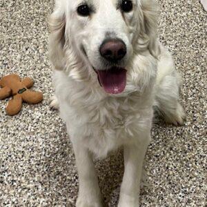 ADOPTED 1/14/24!!!  Daisy-1.5 years old (Female)