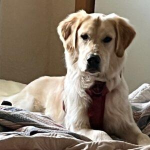 Adopted 1/27/24!!  Thorin-9 months old (Male)