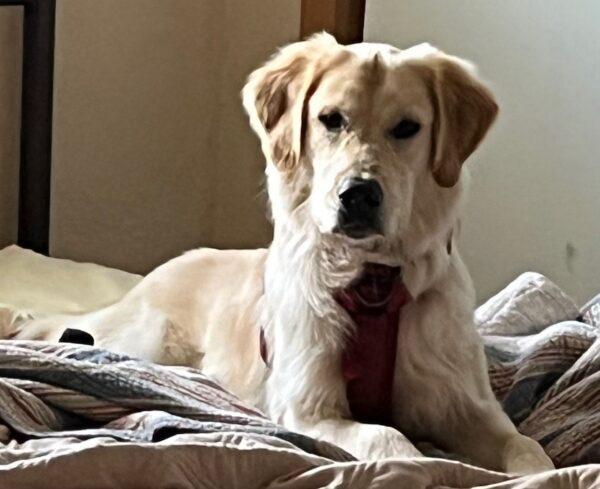 Adopted 1/27/24!!  Thorin-9 months old (Male)
