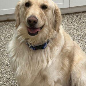 ADOPTED 1/21/24!!!  SPECIAL NEEDS!!!  Cooper-5 years old (Male)