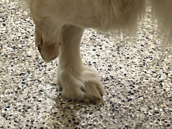 ADOPTED 1/21/24!!!  SPECIAL NEEDS!!!  Cooper-5 years old (Male) - Image 9