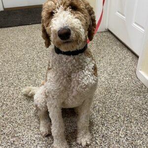 ADOPTED 2/3/24!!  Izzie-11 months old (Female-Goldendoodle)