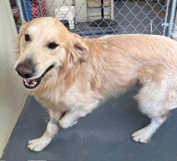 ADOPTED 2/9/24!!  Duke-3 years old (Male) - Image 2